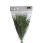 Трава Тики "Verdissimo"