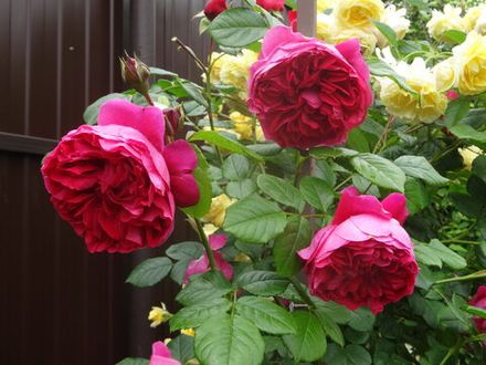 Дип Лав (Deep Love)