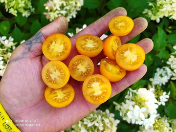 Летнее солнце Саммерсан (Summer Sun) сорт томата