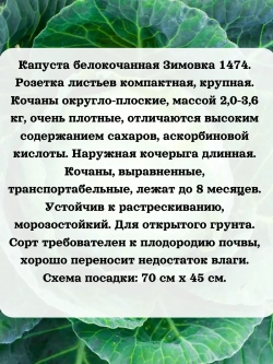 Семена капуста набор для хранения и квашения 3 шт(А,С,З)