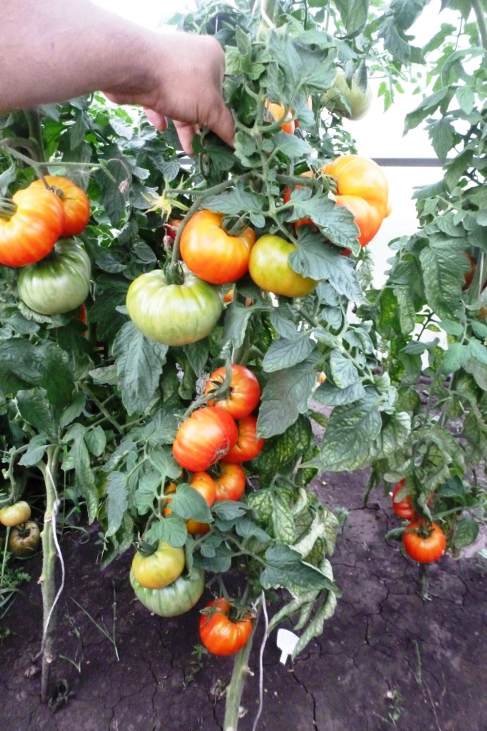 Помидоры Mortgage Lifter Yellow