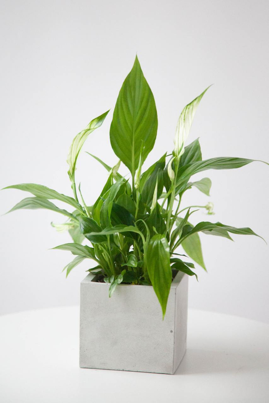 Подарочный комплект с Спатифиллумом Шопен h 30 см