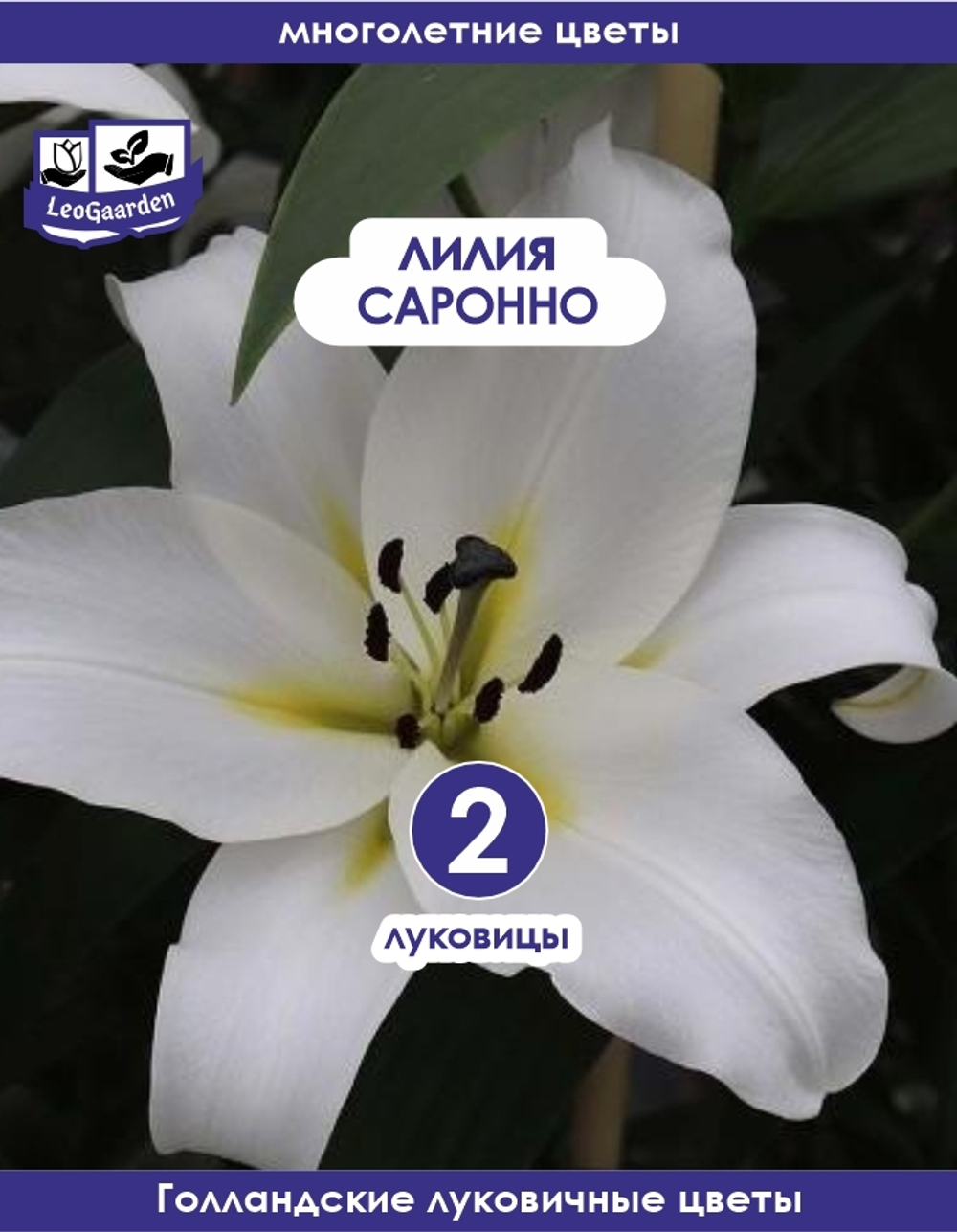 Луковичные цветы Лилия, Саронно, 2 шт