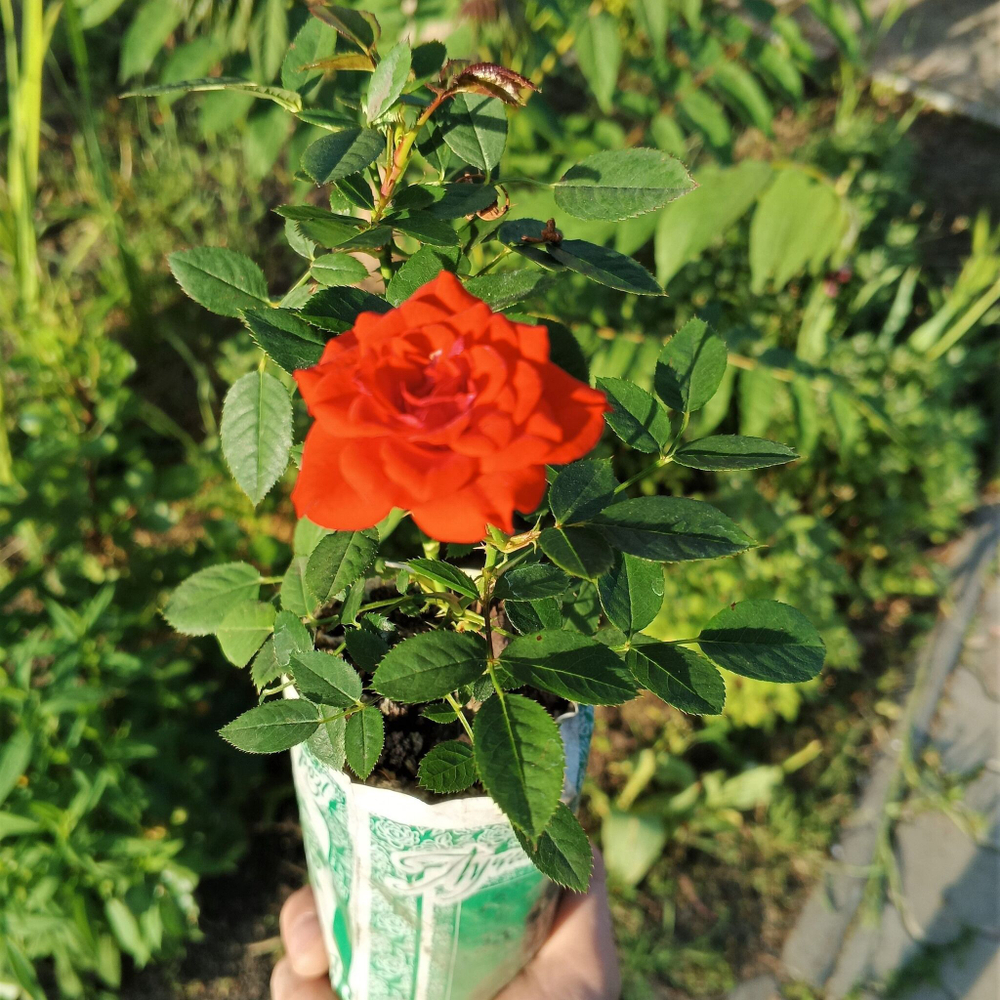 Роза Оранж Бэбифлор миниатюрная, саженец с ЗКС.