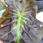 Колоказия MARY THE NIGHT