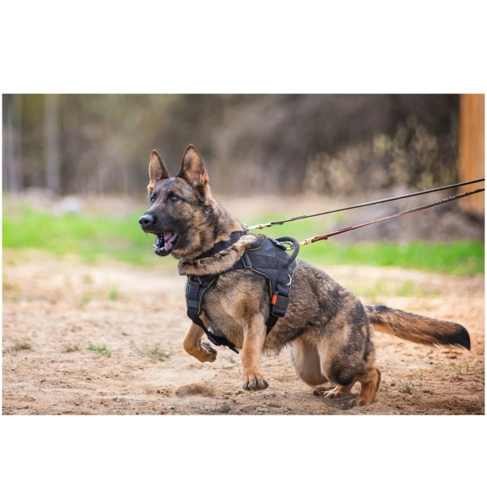 Шлейка нейлоновая с грудью спортивная от Fordogtrainers