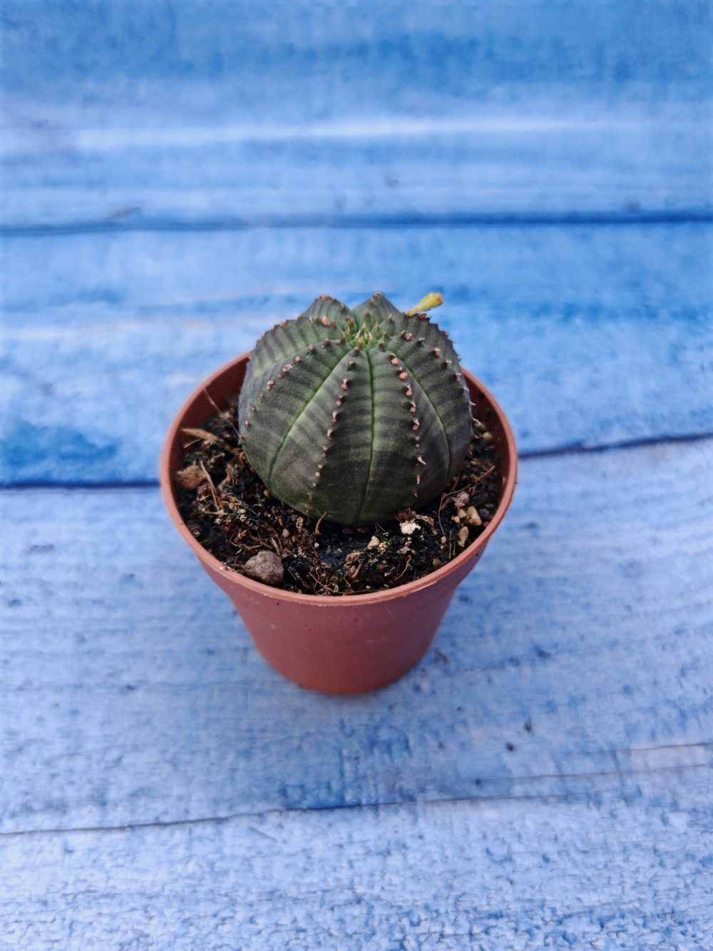 Euphorbia Obesa (Эуфорбия)