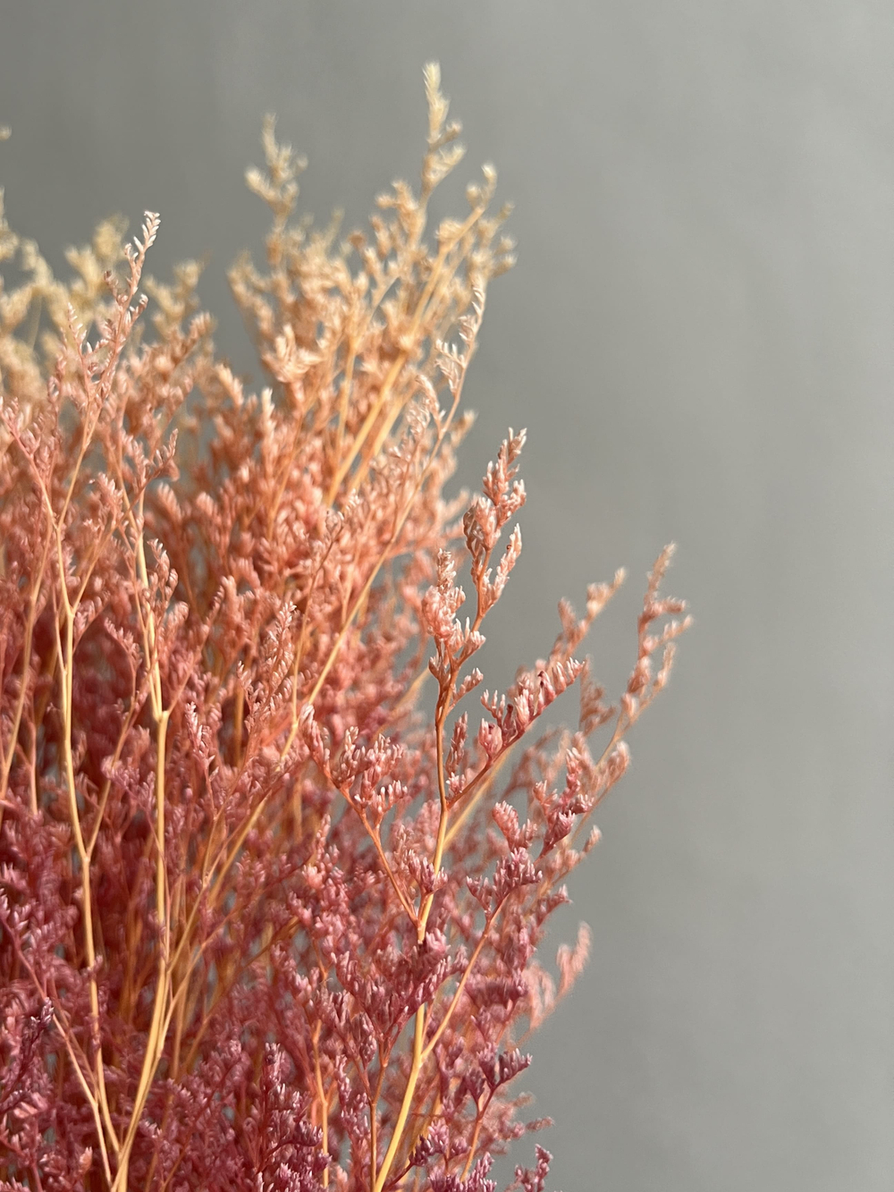 Кермек светло-розовый