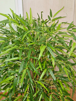 Искусственный Бамбук Японский Элегант 125см в горшке