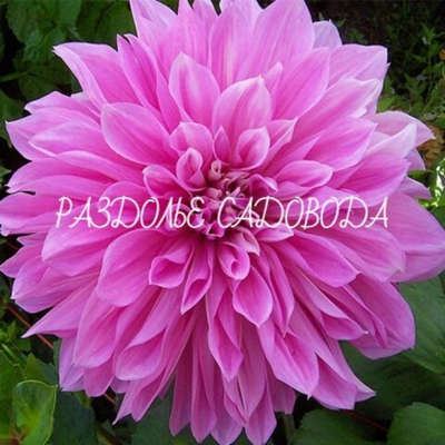 Георгина декоративная Лавендер Перфекшн