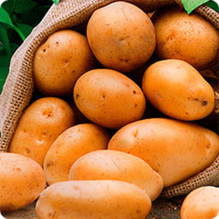 Картофель Триумф 50шт/0,02гр Седек