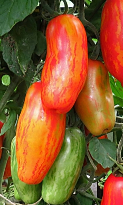 БЕЗУМИЕ КАСАДИ