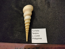 Туррителла Теребра 110-130мм