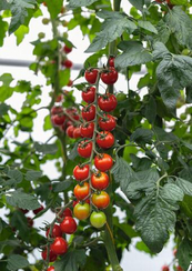 Тонатико F1 семена томата индетерминантного (Bejo / Бейо)