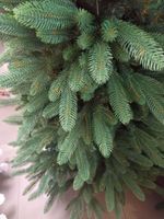 Ель голубая «Французская» (Литая+пвх) 180 см / 1.8 м