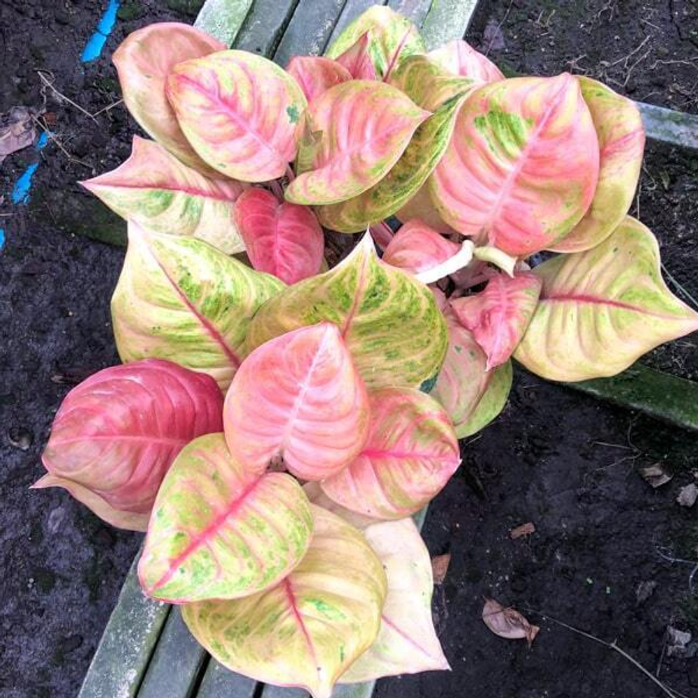 Аглаонема SUSAN SUPER PINK