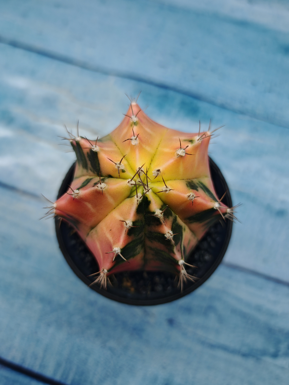Gymnocalycium Variegata (Гимнокалициум Вариегатный)
