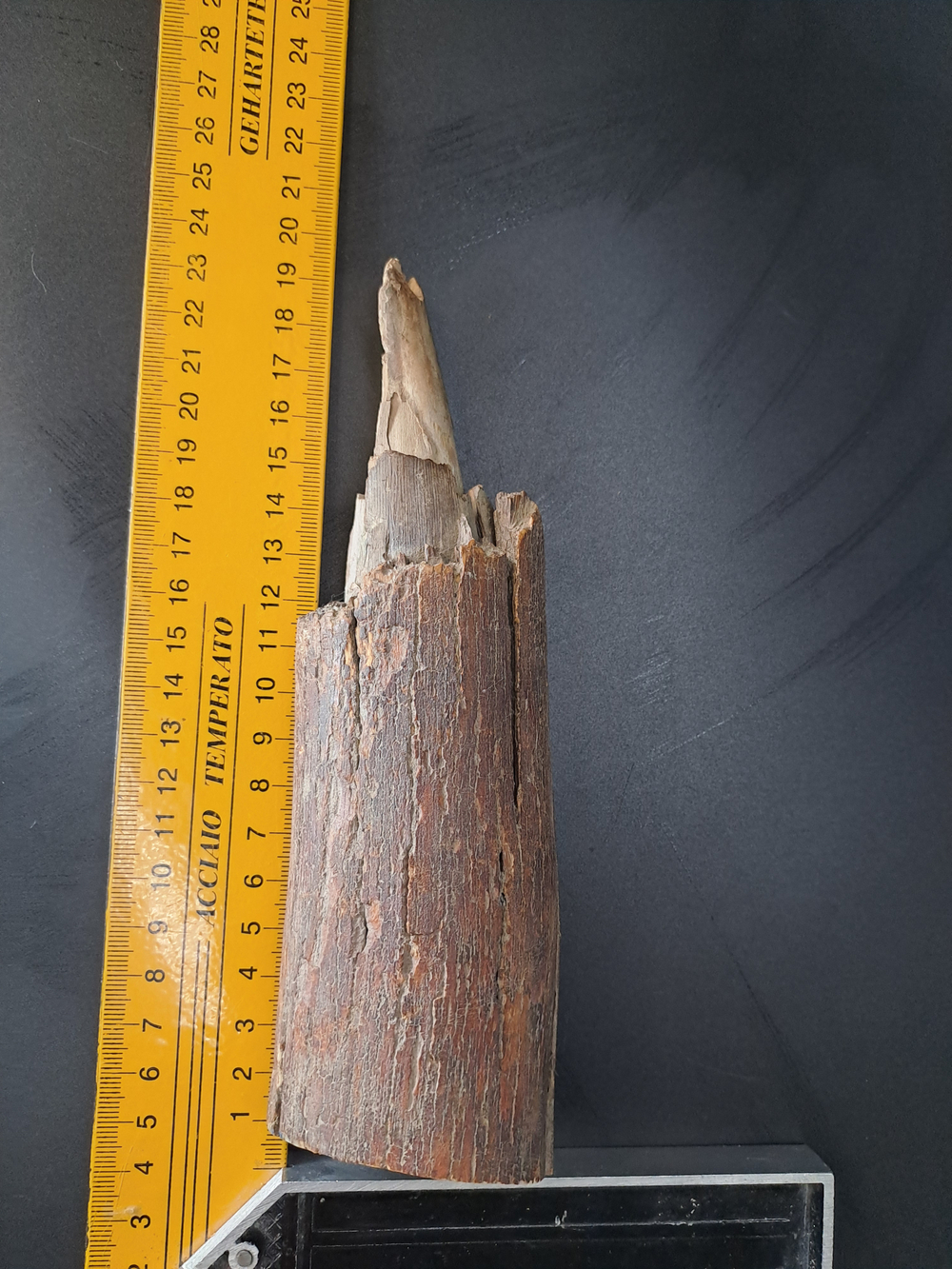 Бивень мамонта для коллекции