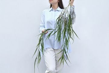 Ветка плакучей Ивы
