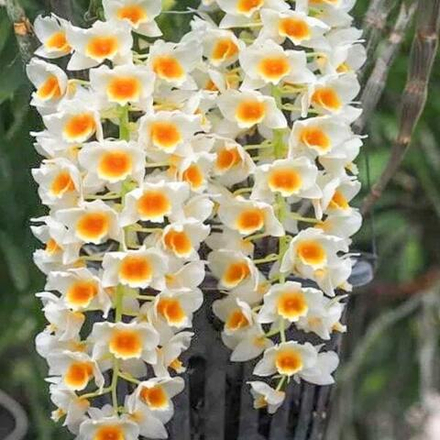 Орхидея DENDROBIUM FARMERI