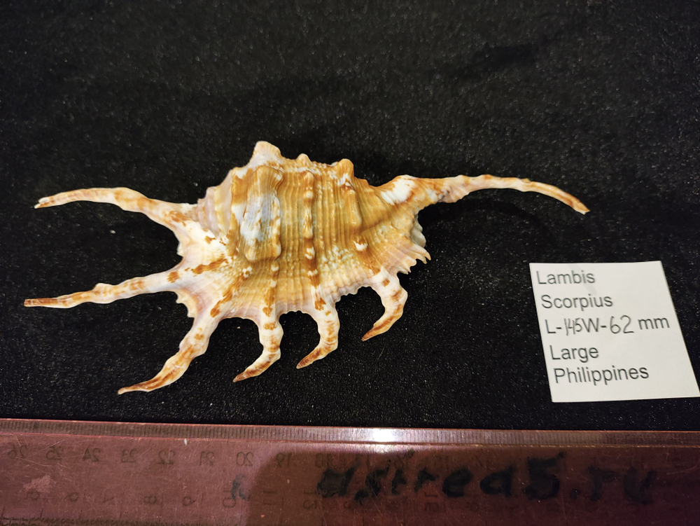 Лямбис Скорпиус "100-160мм"