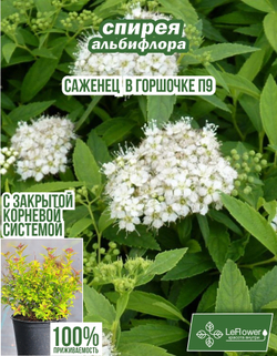 Саженец, Спирея, Альбифлора