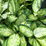 Диффенбахия KRATHUNG PHONCHAI