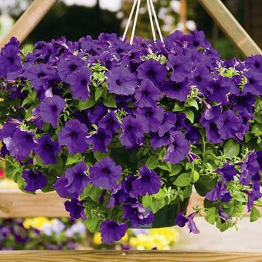 32208 Петуния SURFINIA CLASSIC VIOLET