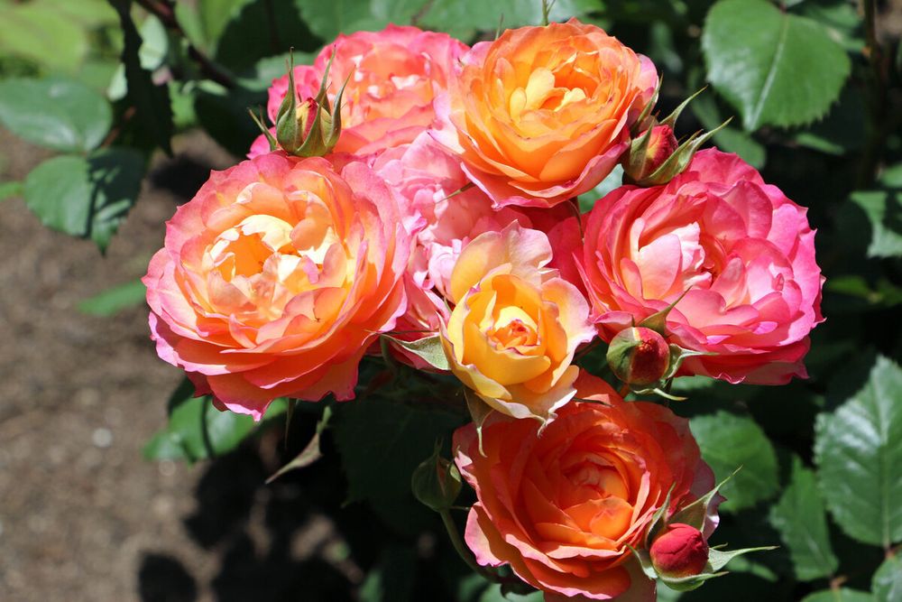 Лес Потес де Бедрос (Les Potes de Bedros)