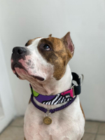 Ошейник Вайб 90-х, наличие