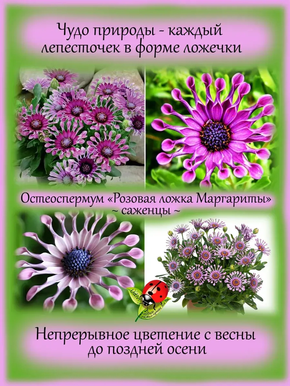 Остеоспермум Розовая ложка Маргариты вегетативный
