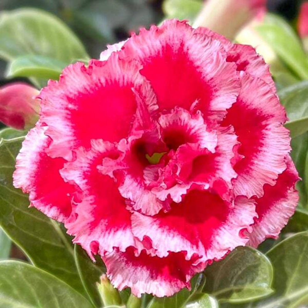 Адениум JEWELLERY