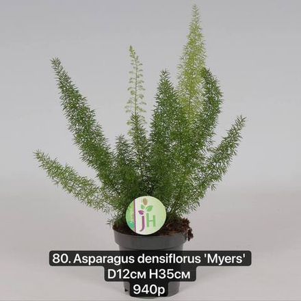80. Аспарагус Мейера (Asparagus densiflorus 'Myers' ) D12см Н35см