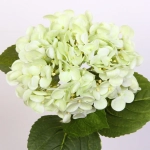 Цветок искусственный «Natur» 63см Гортензия зеленая