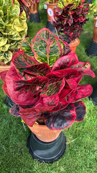 Снова про кротоны