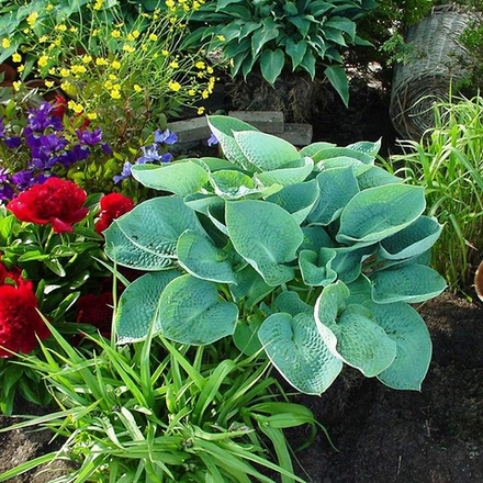 Хоста Биг Дэдди (Big Daddy)