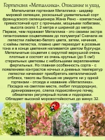 Гортензия Металлика суперновинка метельчатая