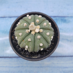 Astrophytum Asterias (Астрофитум)