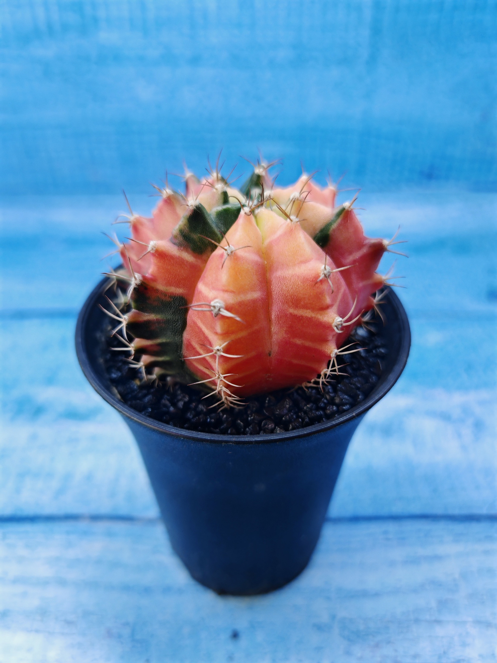 Gymnocalycium Variegata (Гимнокалициум Вариегатный)