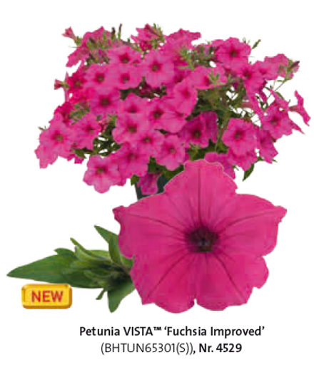 ЕВРО Петуния Vista Fuchsia Improved укорененный черенок ФЕВРАЛЬ 26