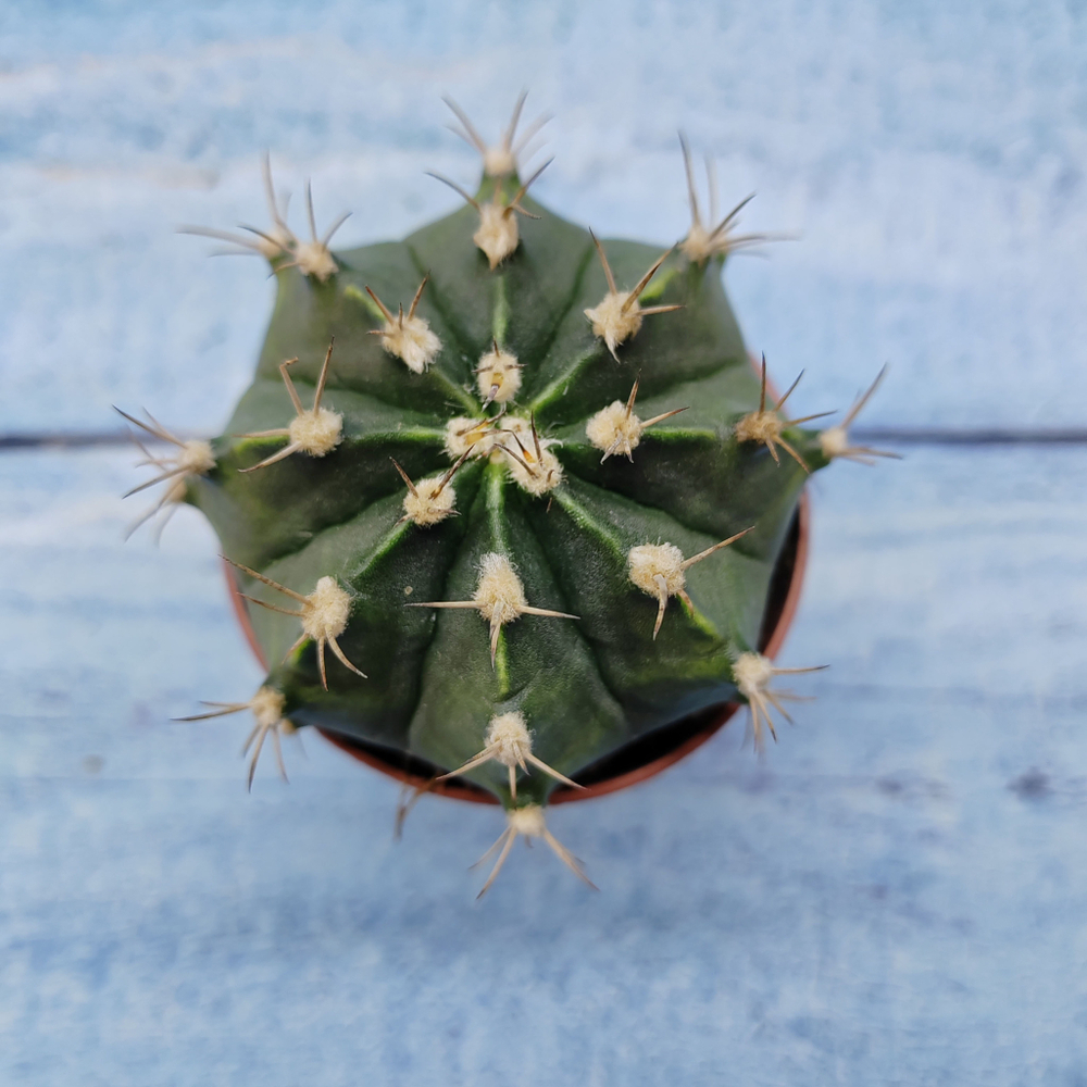 Gymnocalycium Friedrichii (Гимнокалициум)