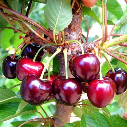 Черешня Россошанская крупная