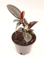 Фикус Эластика (MIX) СП