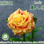 Адениум обесум LADY