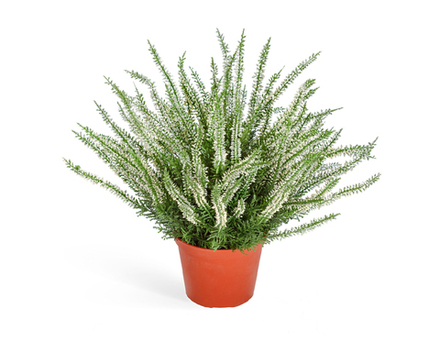 Эрика (вереск) большой куст белый