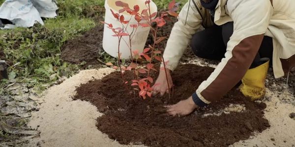 Весенний старт для голубики: как снять укрытие и создать идеальный «кислый» дом для посадки