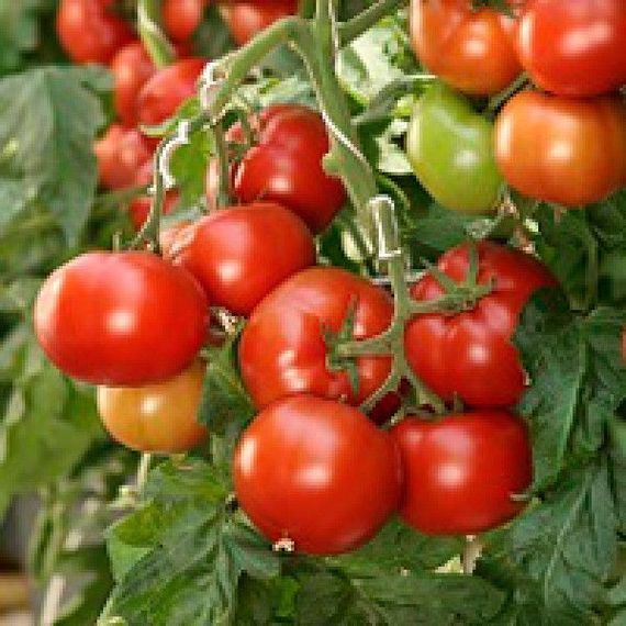 КОРВИНУС F1 семена томата Seminis купить