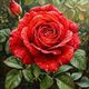 Розы