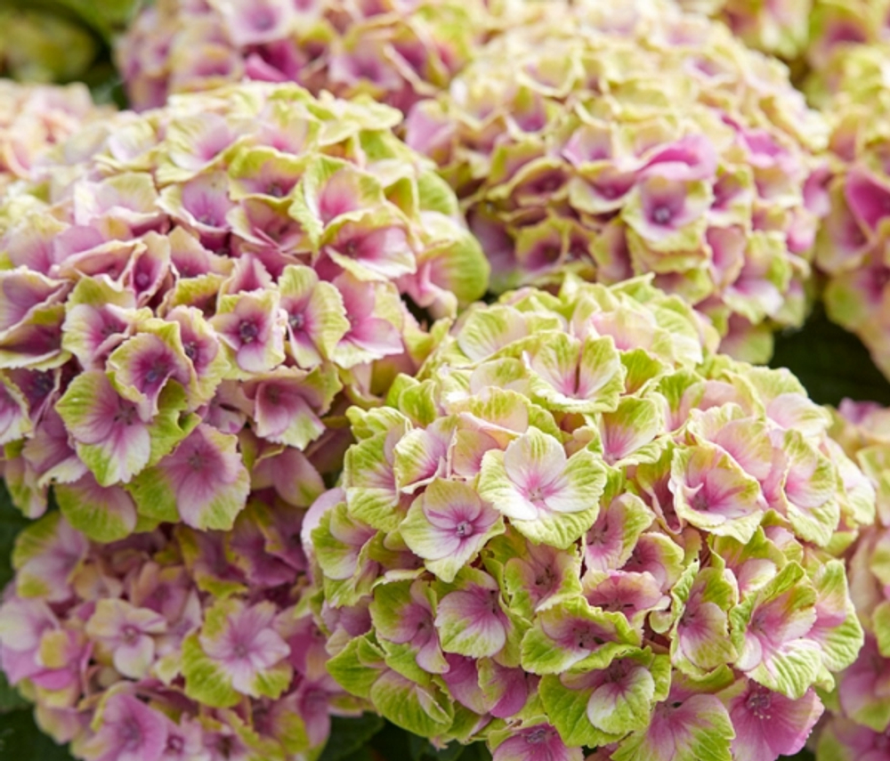 Magical Jewel Pink/ Мэджикал Джевел Пинк (Стандарт поставки Р9)2025г.