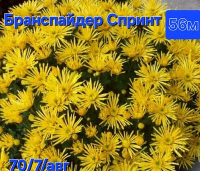 САЖЕНЦЫ ХРИЗАНТЕМЫ МУЛЬТИФЛОРА БРАНСПАЙДЕР СПРИНТ №56